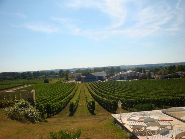 vineyard-bordeaux-france