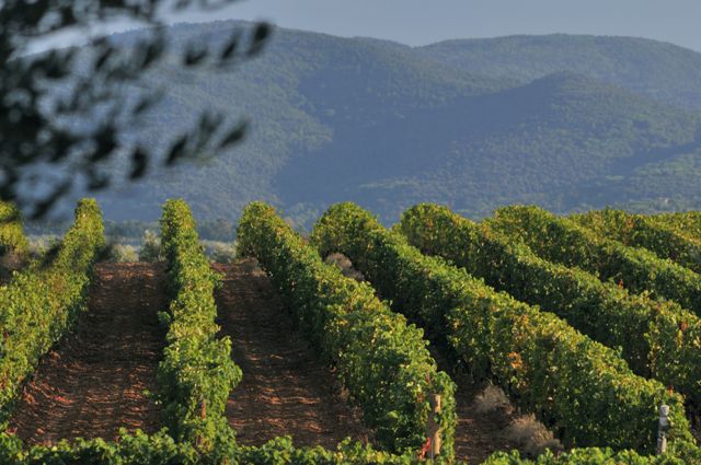 Tenuta San Guido vineyards in the Bolgheri hills.