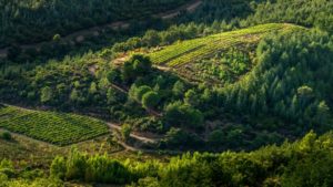 legrandnoir-vineyards