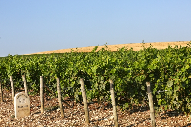 drappier-vineyard-urville