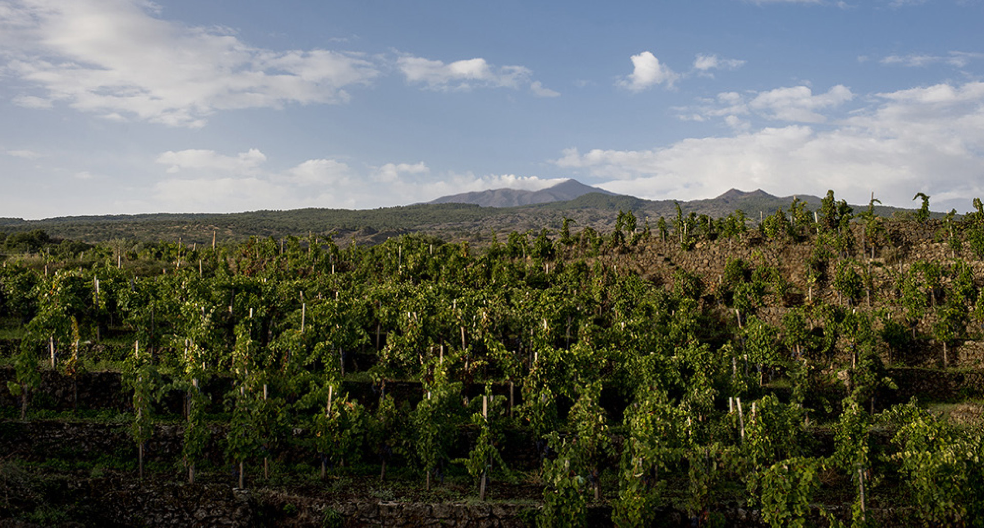 Piccini's Scalunera wines from Etna DOC have arrived in India