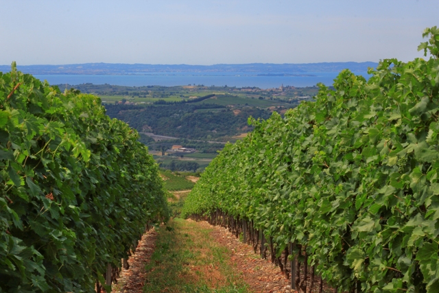 zenato-vineyards-valpolicella