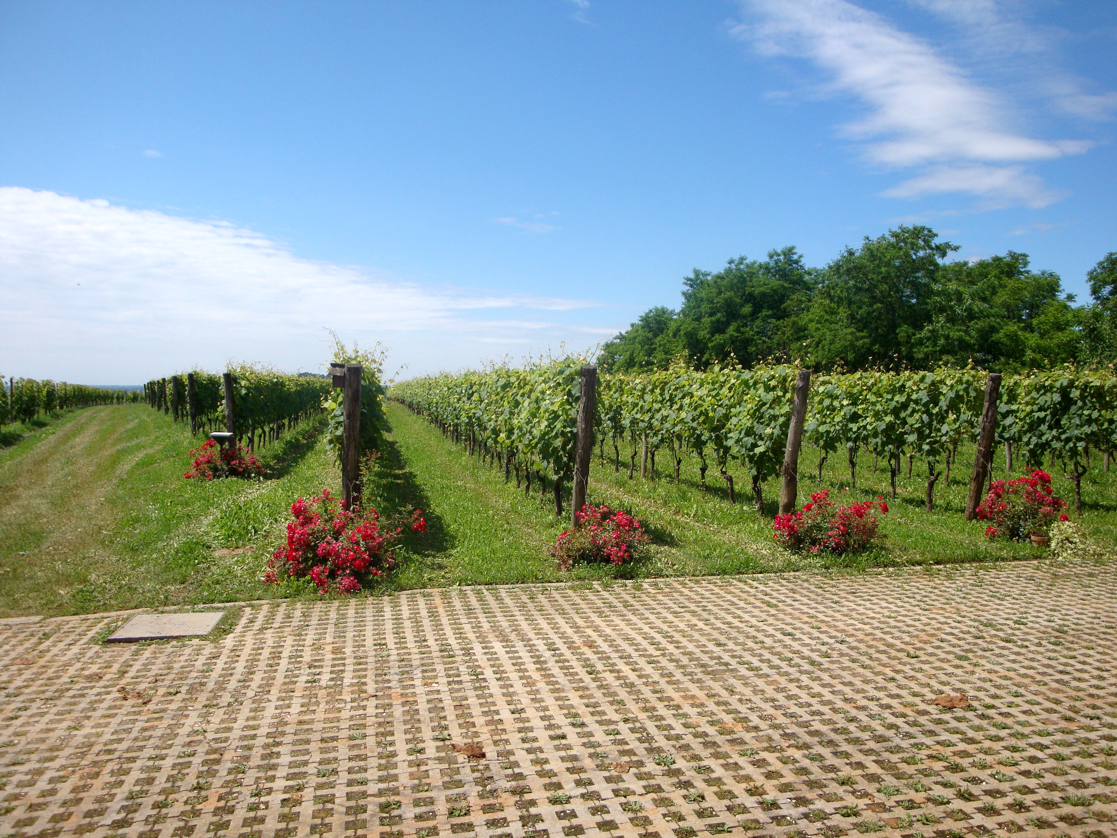ronco-delle-betulle-vineyards