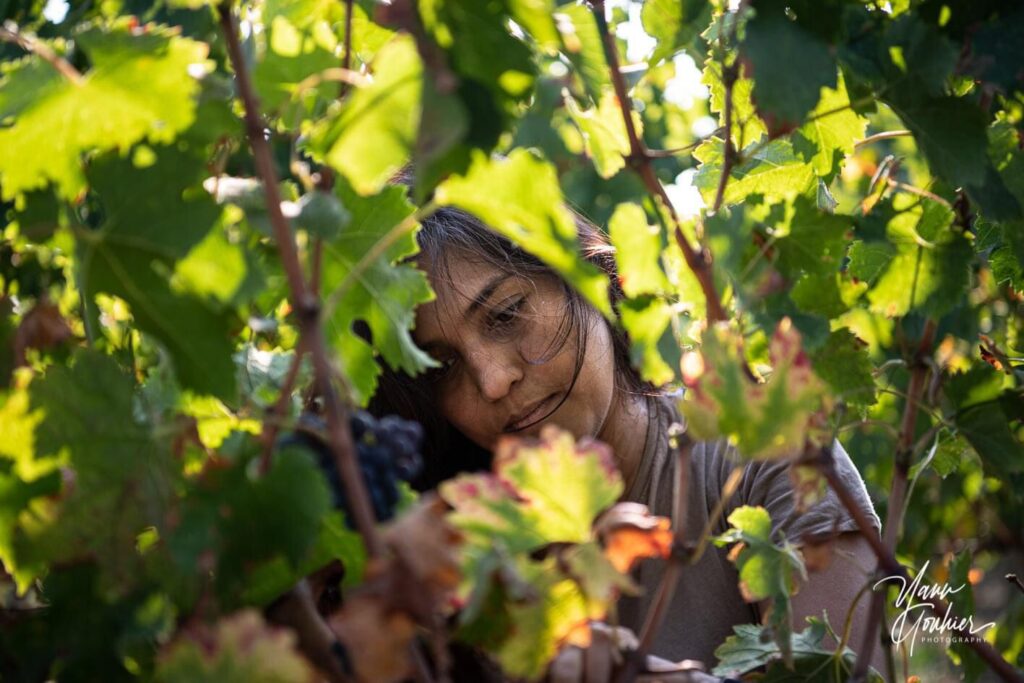 Namratha in Corrine's vineyards in Blaye Côtes de Bordeaux