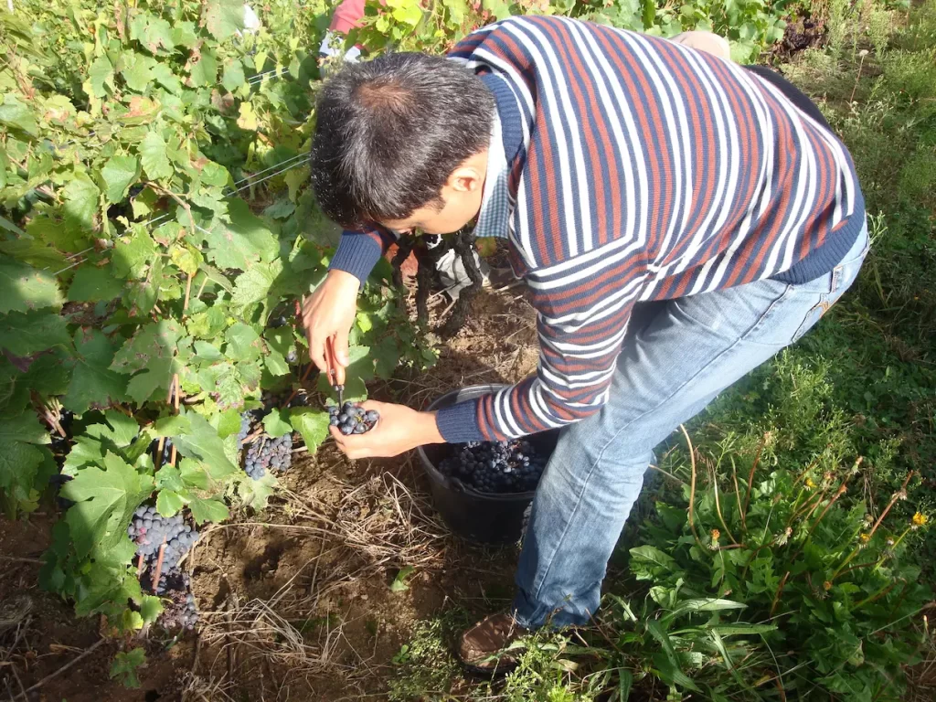 Ravi Joshi harvesting grapes in Beaujolais