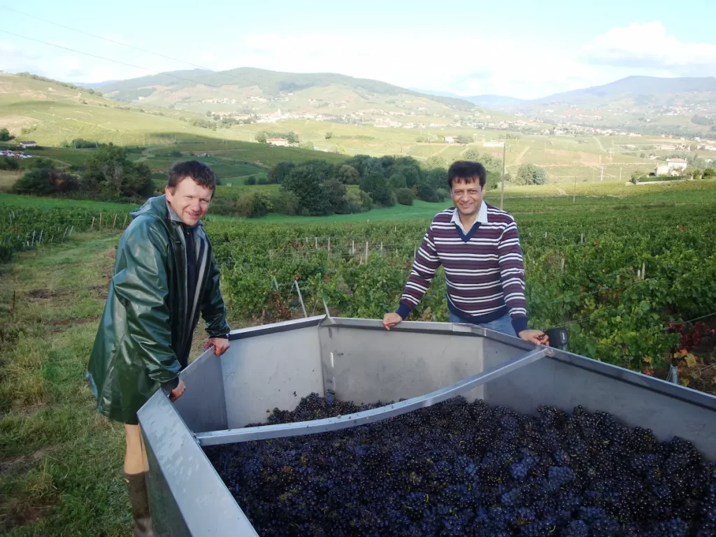 Gamay grapes ready to be transported to the winery at Domaines Emmanuel Fellot.